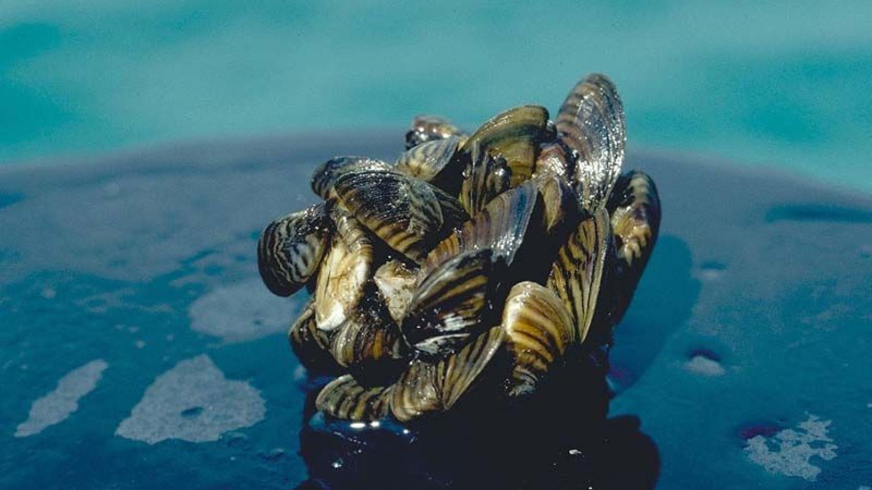 Mejillón cebra. Foto: cienciaybiologia.com.