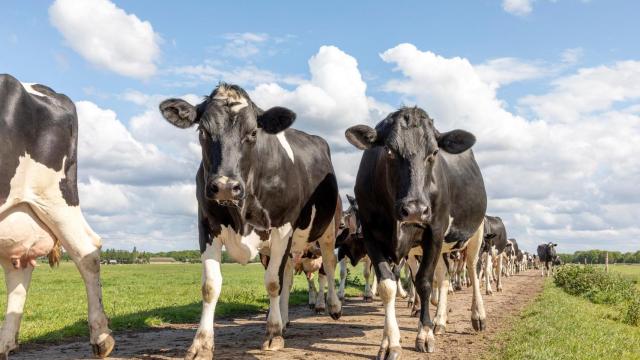 vacas sector lácteo