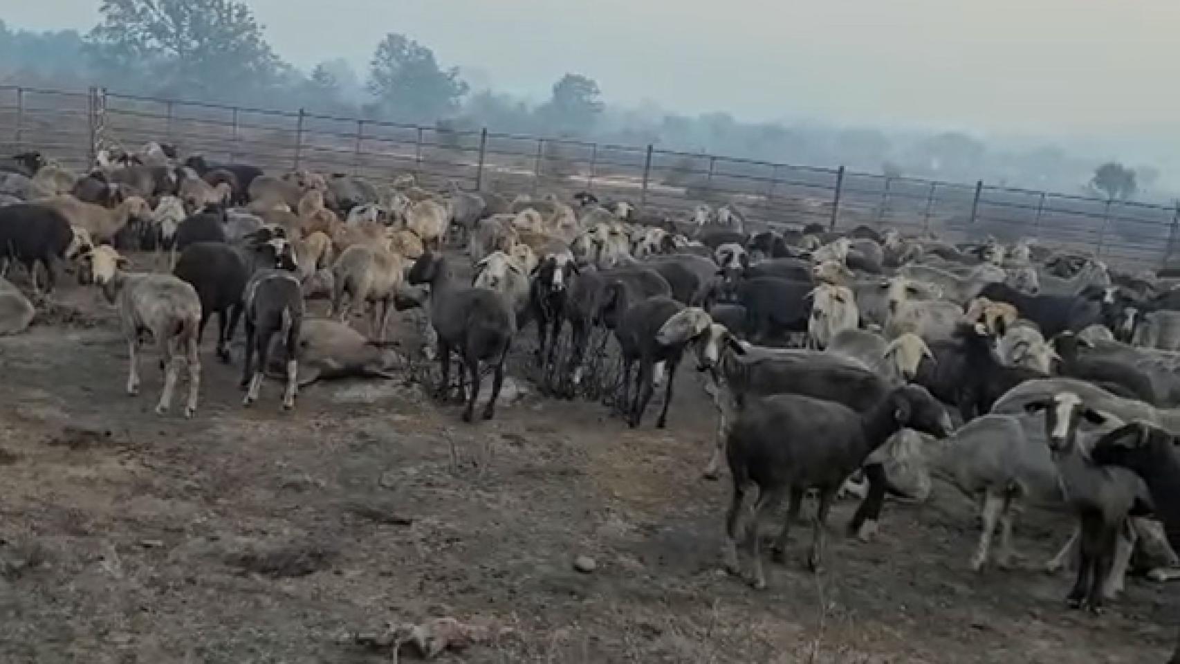 Ovejas abrasadas por el fuego en la Sierra de la Culebra