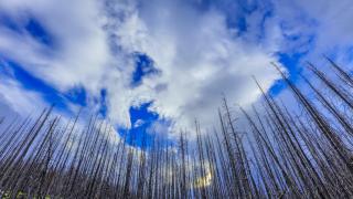Bosque canadiense calcinado por las llamas.
