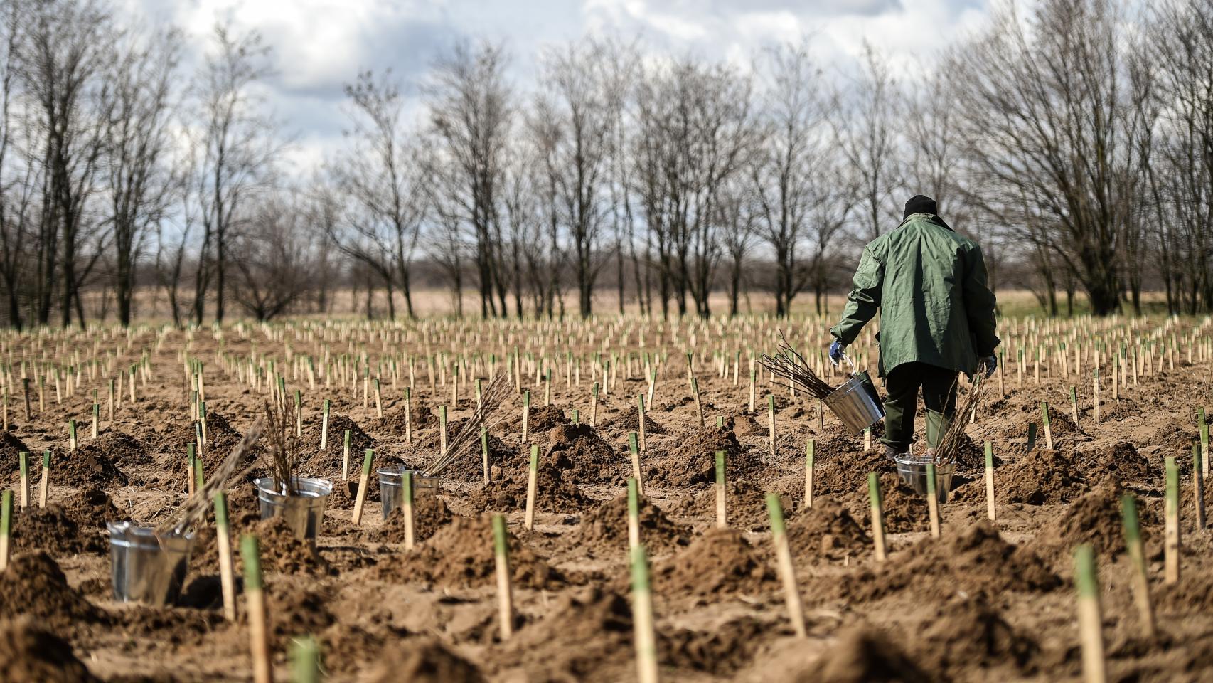 Imagen de archivo de una plantación de árboles para restaurar suelo árido.