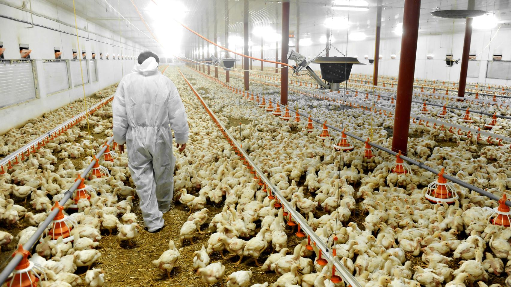 Una granja llena de pollos.