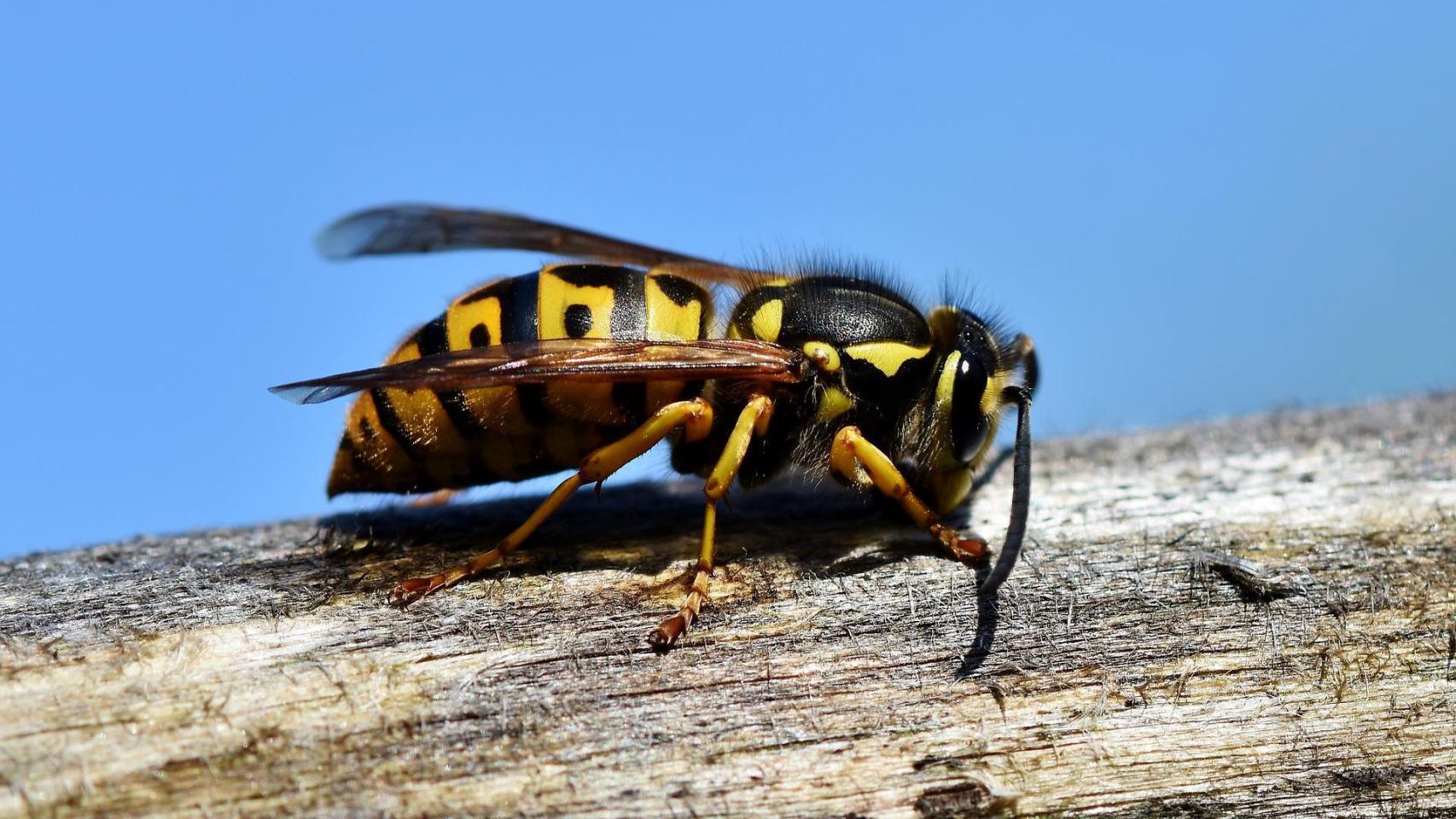 Una abeja