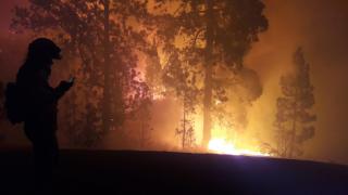 El resurgir de la vida tras el desastre: así se regeneran los bosques después de un incendio forestal