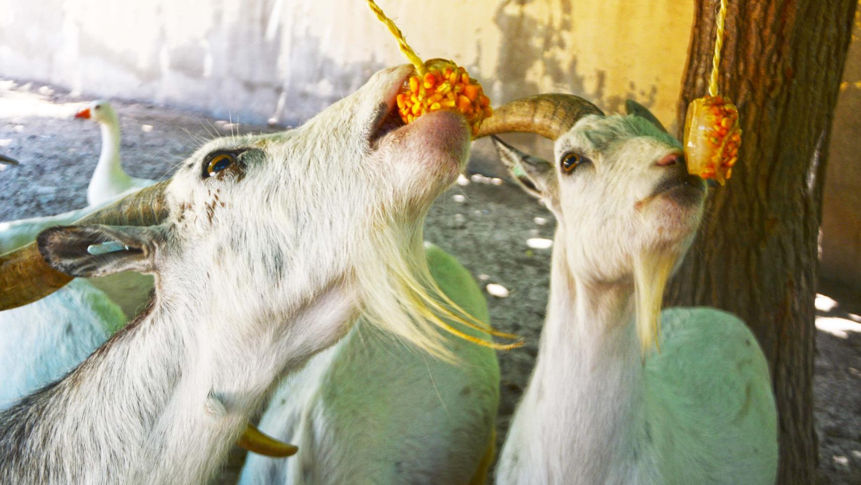 Terra Natura Benidorm ya tiene en marcha su programa para refrescar a los animales con sanos postres.