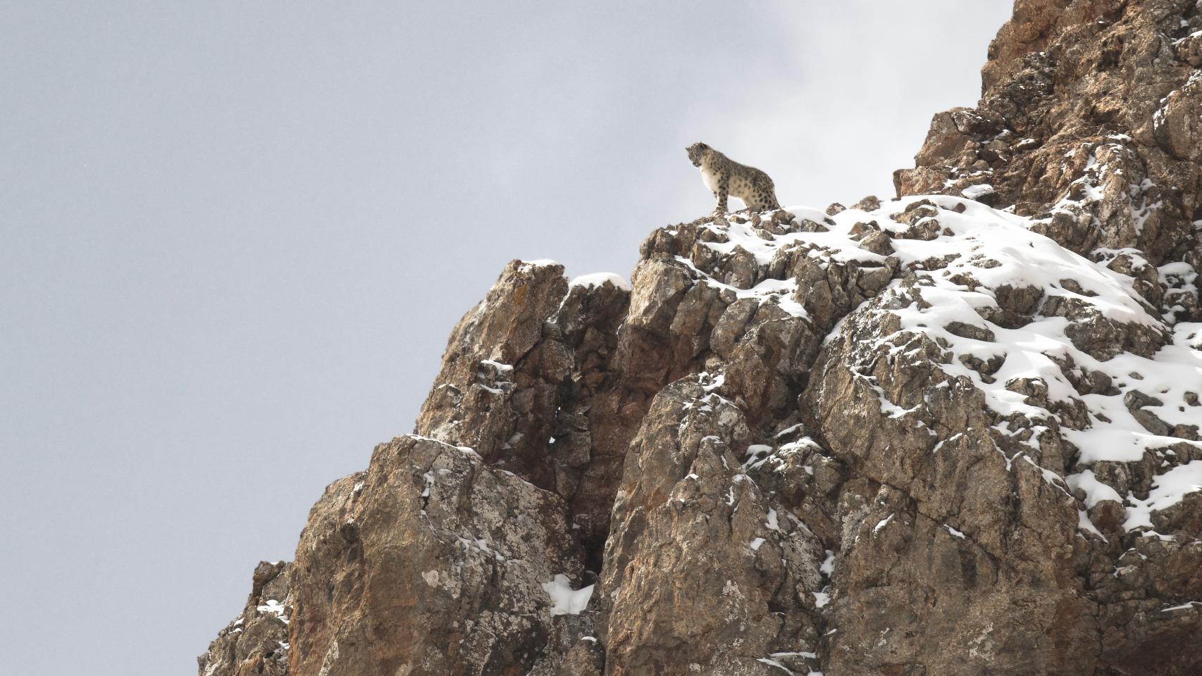 Una imagen de 'El leopardo de las nieves'