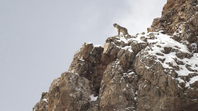 Una imagen de 'El leopardo de las nieves'