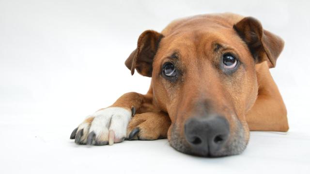 Así es como lloran los perros