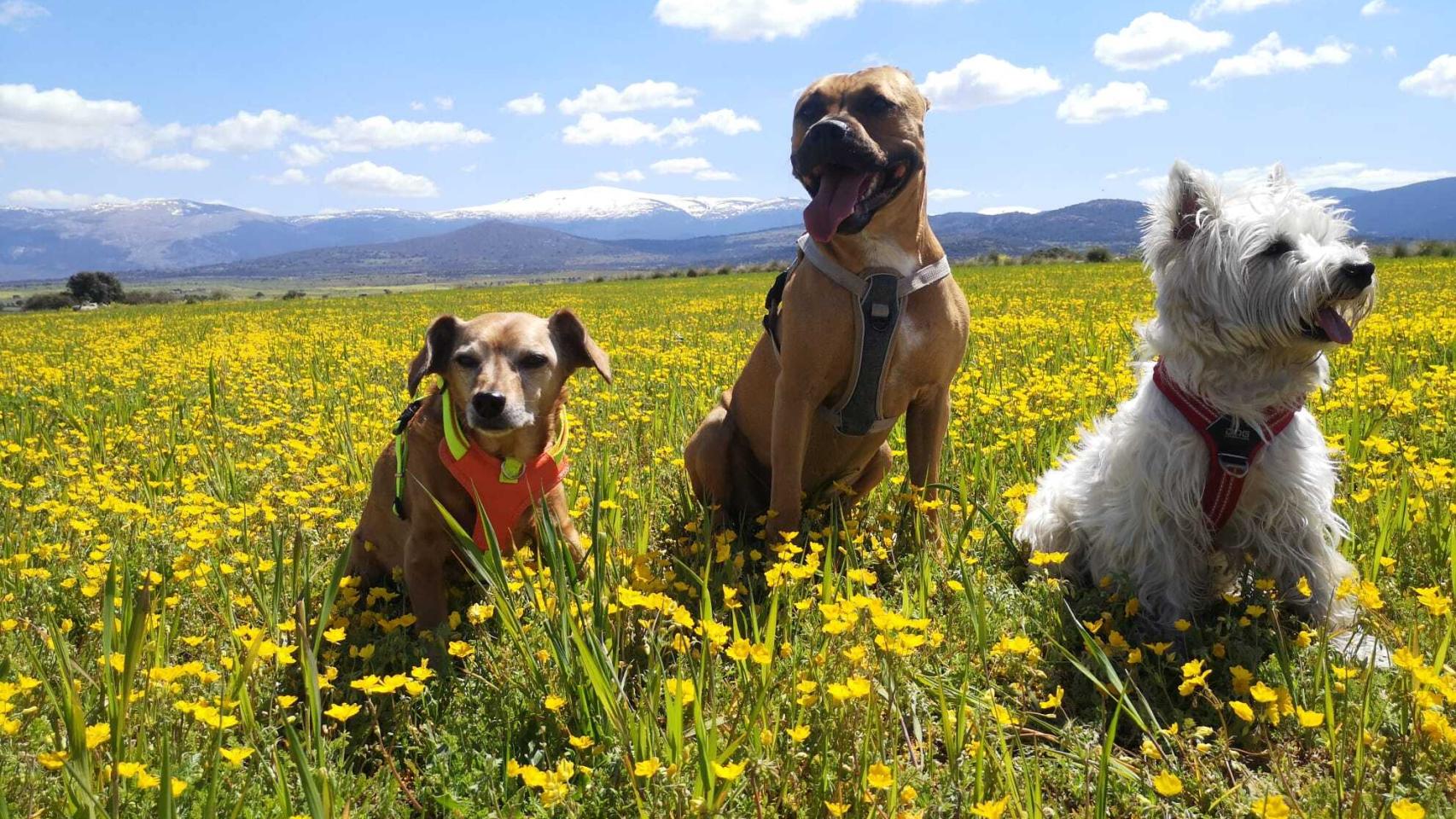 Diversos perros mascotas