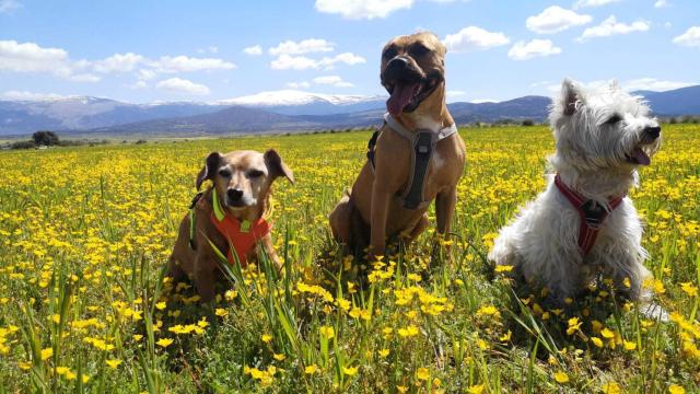 Concurso de fotografía bajo el lema ‘Mi mascota en su rincón favorito de la provincia de Segovia’,