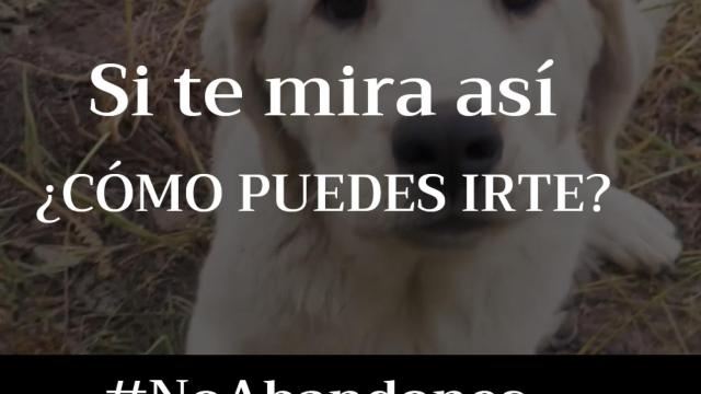 Campaña contra el abandono animal de la Junta de Castilla y León