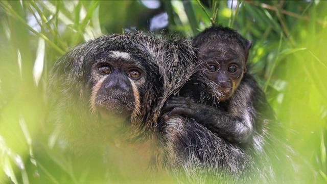 Imagen con el mono sakí de cara blanca recién nacido en el Selwo Marina (Benalmádena).