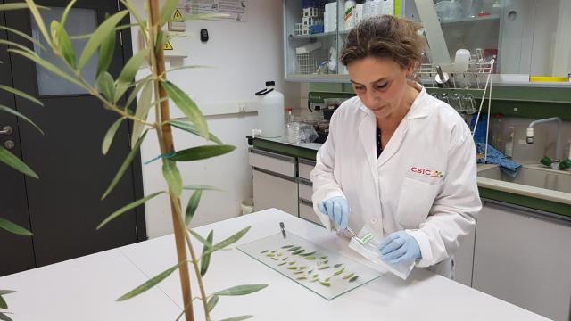 Nueva estrategia integral de control y lucha contra la amenaza de Xylella fastidiosa