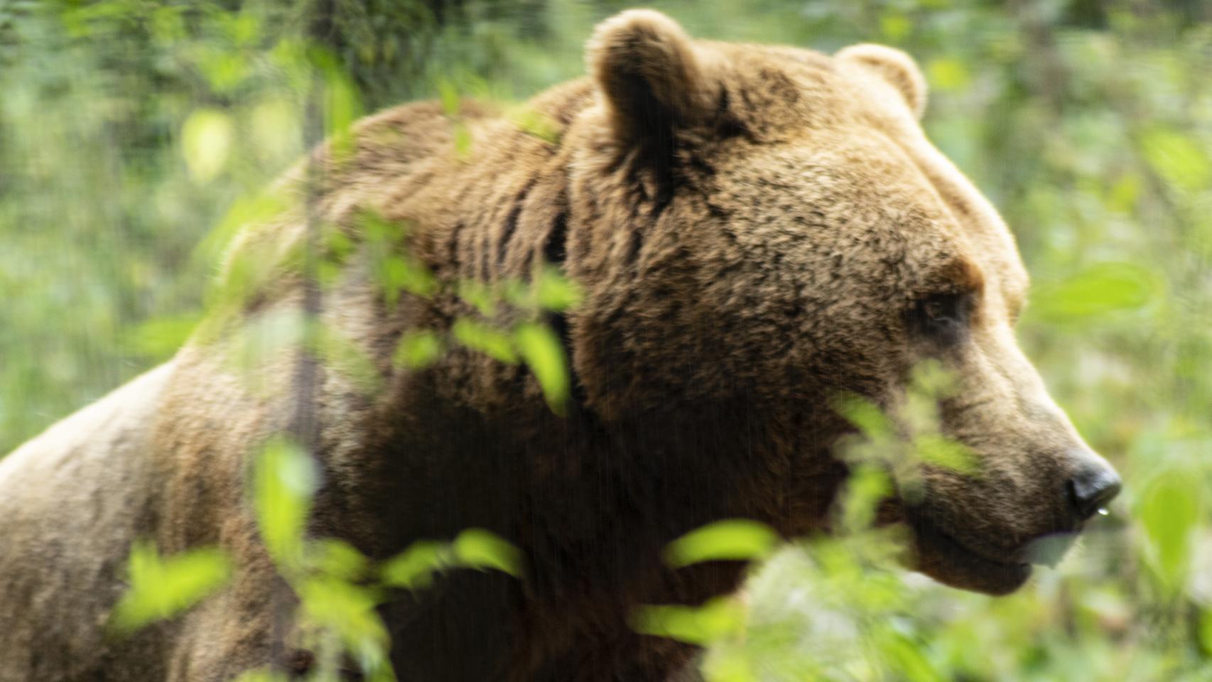 Imagen de un ejemplar de oso pardo