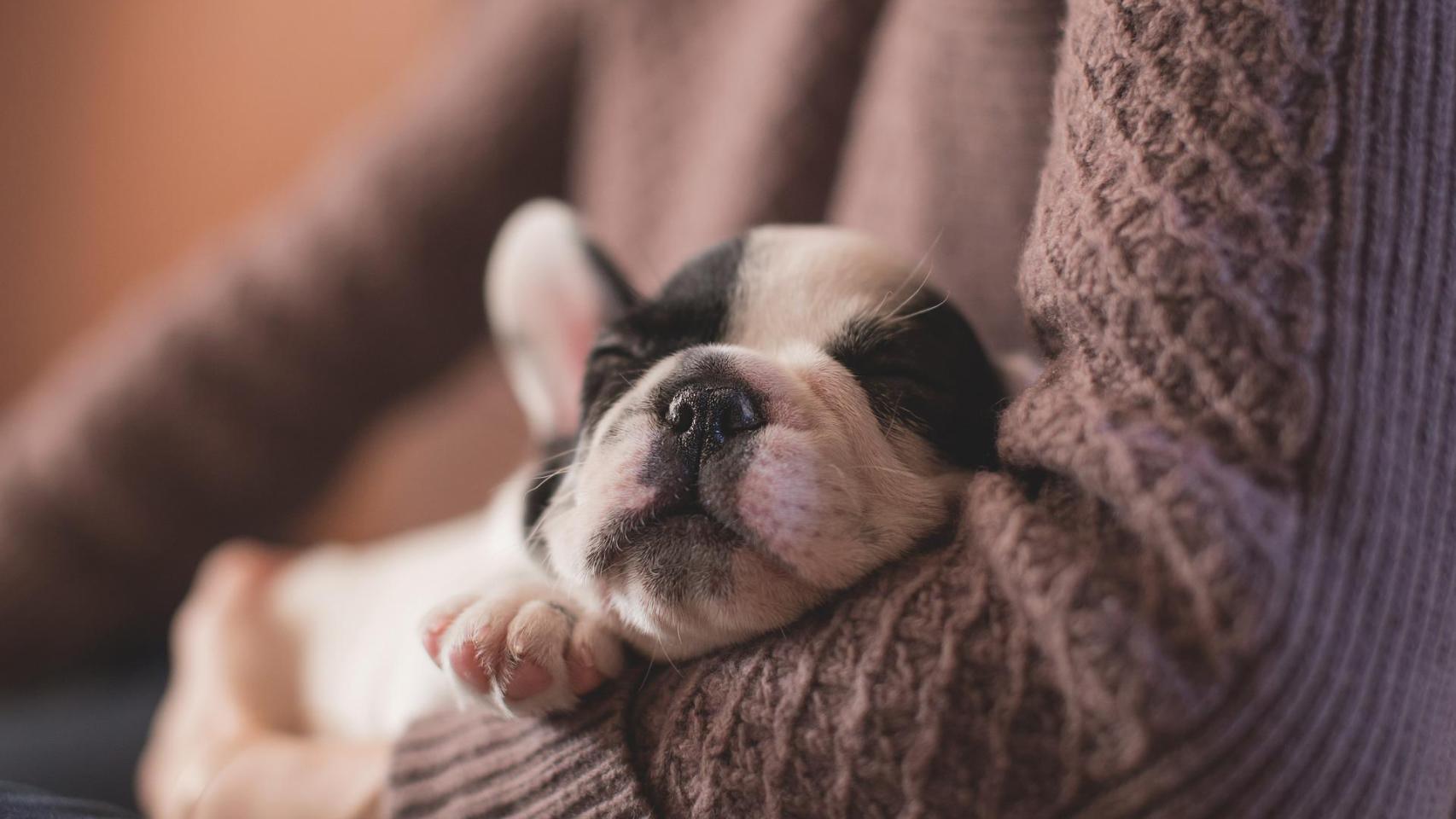 ¿Equivale un año humano a siete de perro?