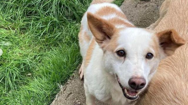 Delco busca una familia