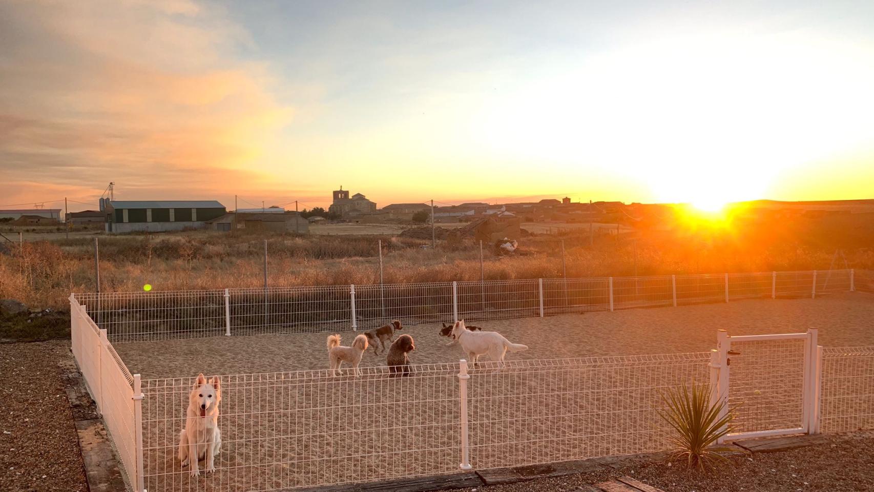 Imagen de animales en 'Hotel canino y felino Rioseco'