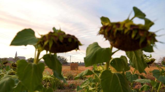 Imagen de un cultivo de girasoles en Tierra de Campos