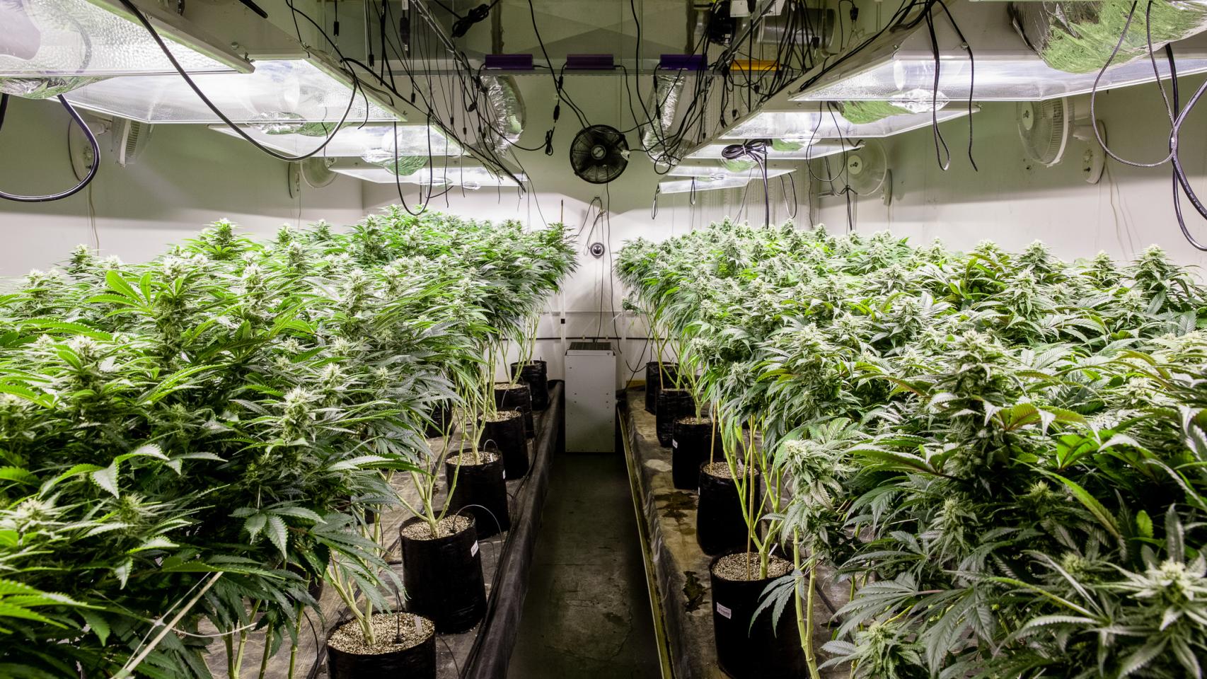 Cultivo de cannabis en interior.