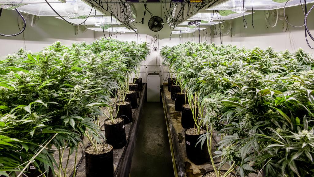 El Partido Cannábico-Luz Verde aboga por la legalización y regularización del cannabis.