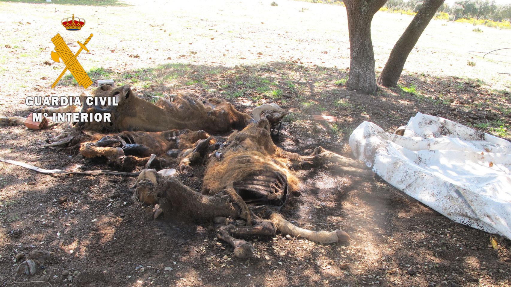 Una vaca muerta posiblemente por desnutrición y abandono