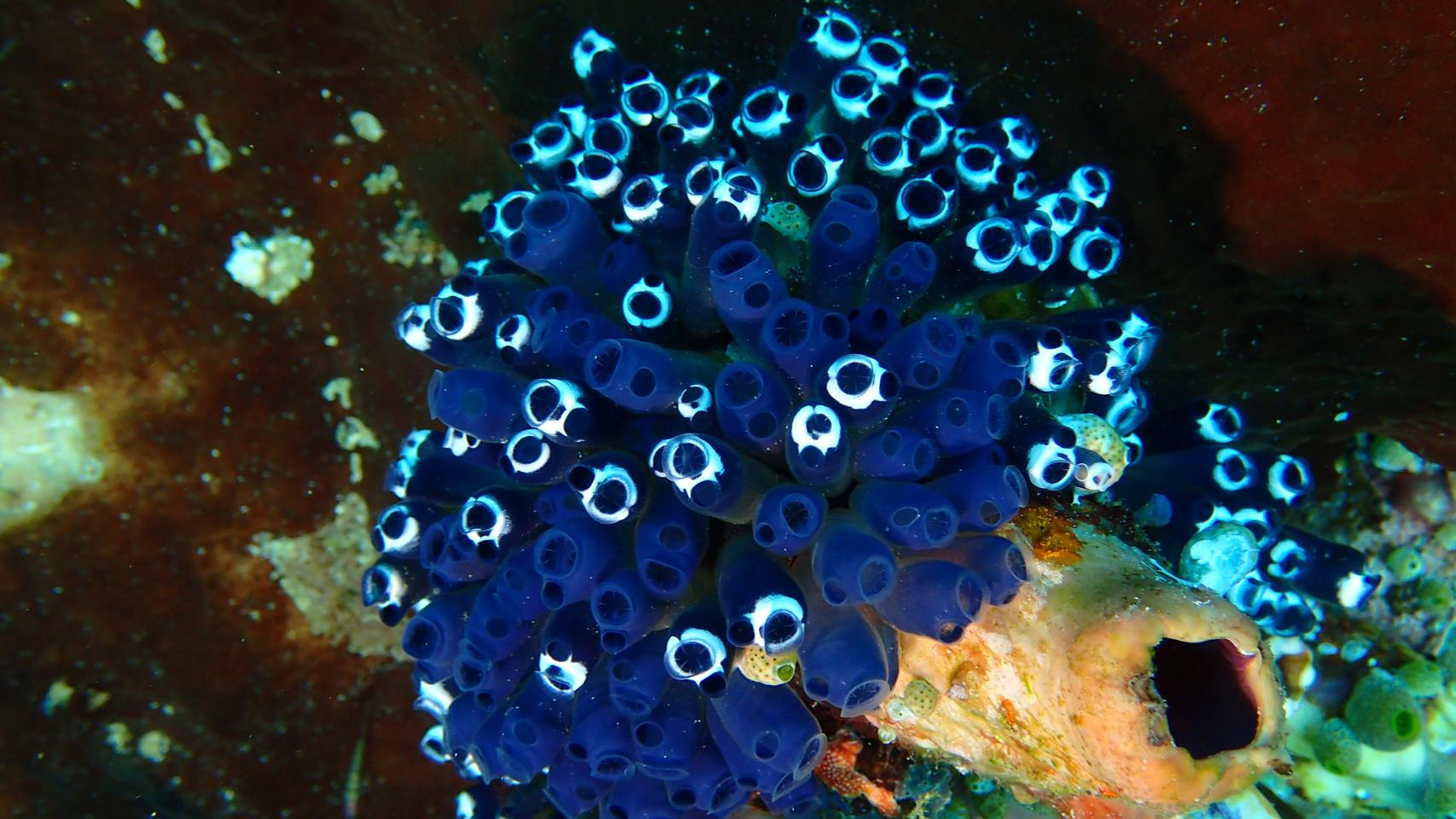 Fotógrafa del mar azul 2