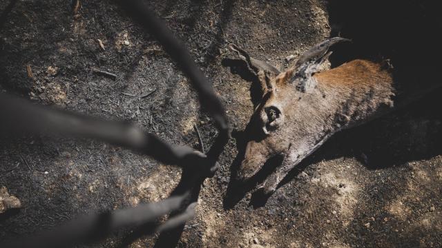 La España calcinada: Nos encerramos en casa para que la Guardia Civil no nos echara de nuestro pueblo y poder luchar contra el fuego.