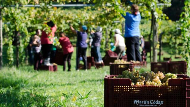 Viñedos de la bodega cambadesa Martín Códax.