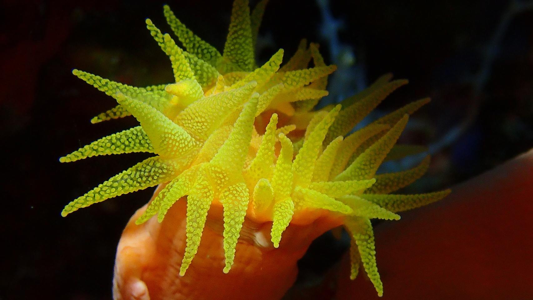 Fotógrafa del mar, amarillo II