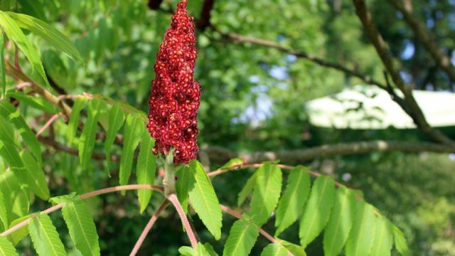 Sus pequeños frutos rojos lo hacen reconocible a simple vista.