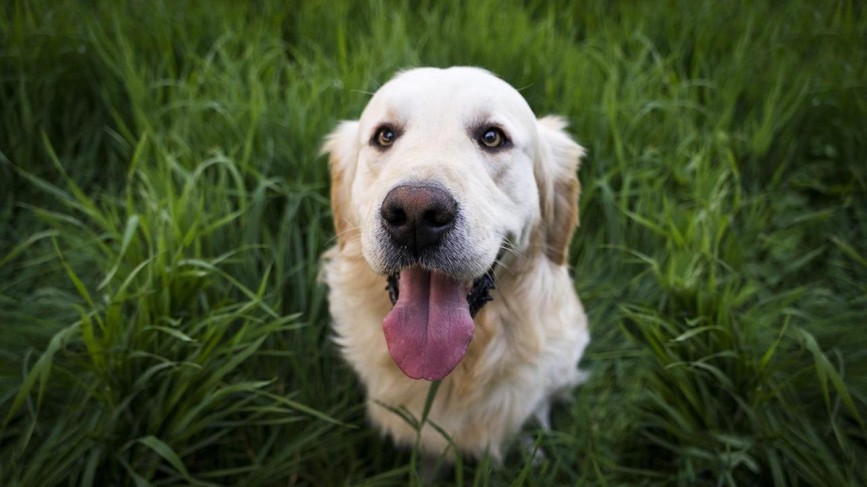 Imagen de archivo de un perro