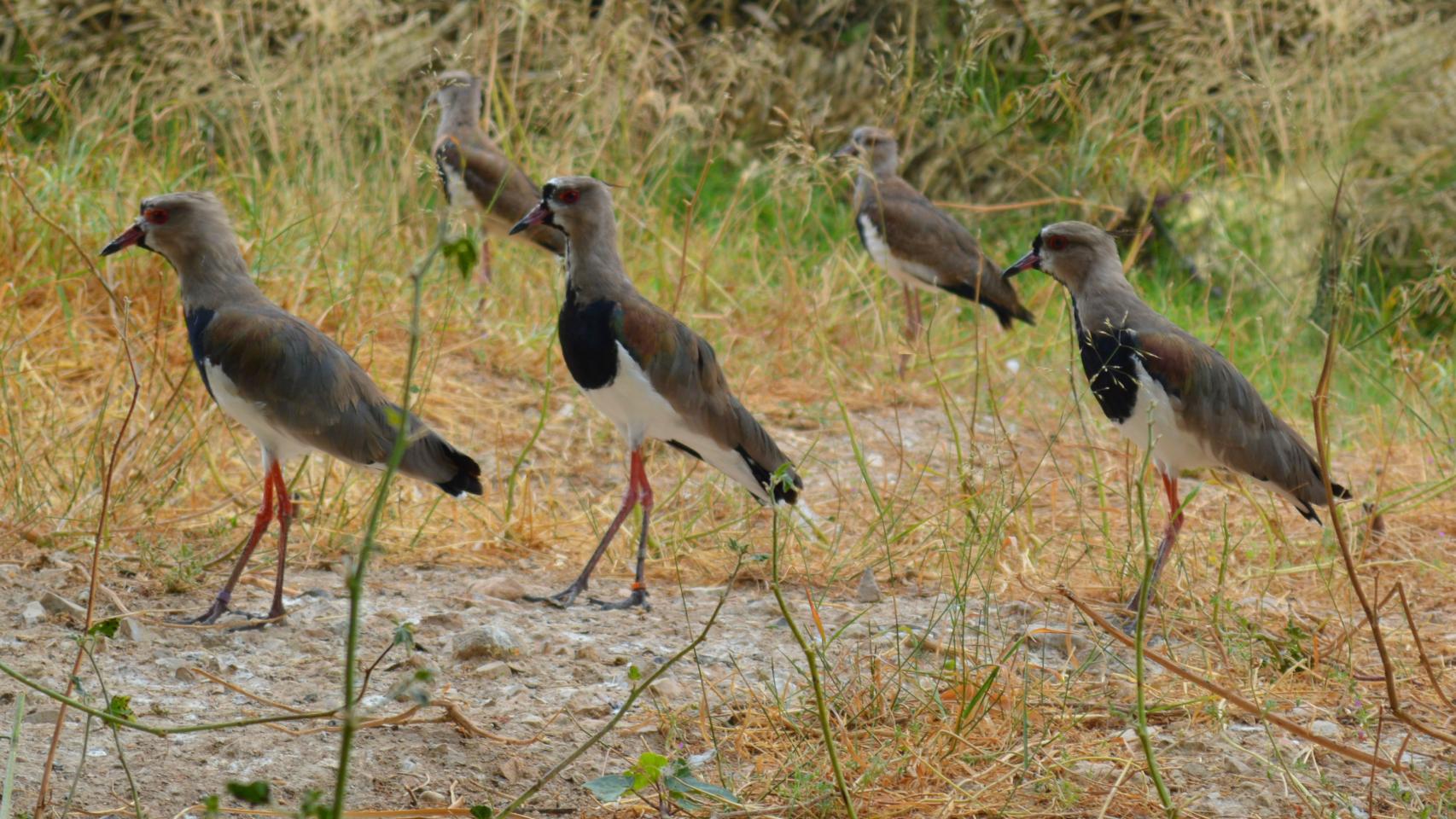 Un grupo de teros en Terra Natura Benidorm.