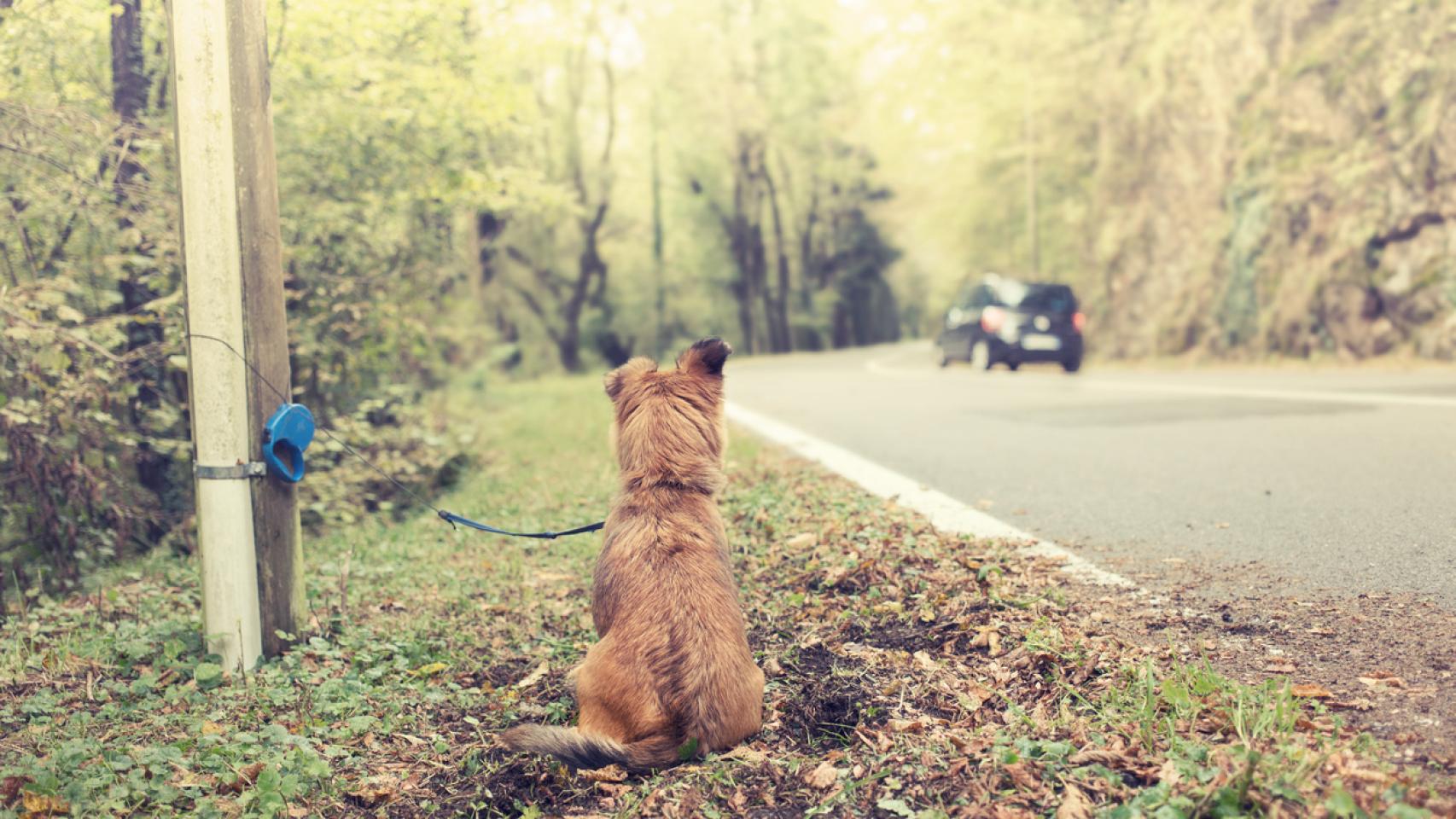¿Qué me puede pasar si abandono a un animal?