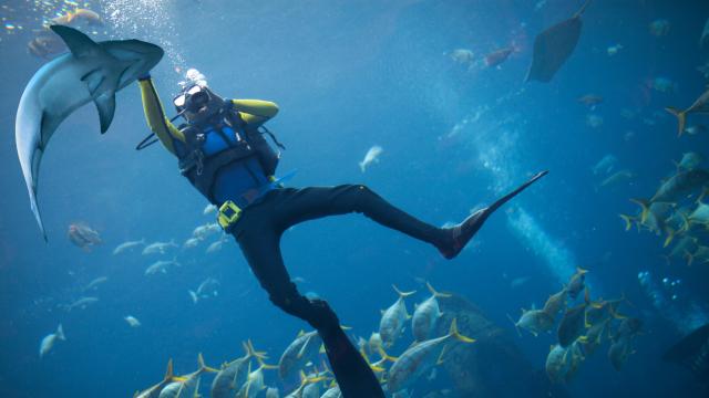 Una persona nadando con tiburones.
