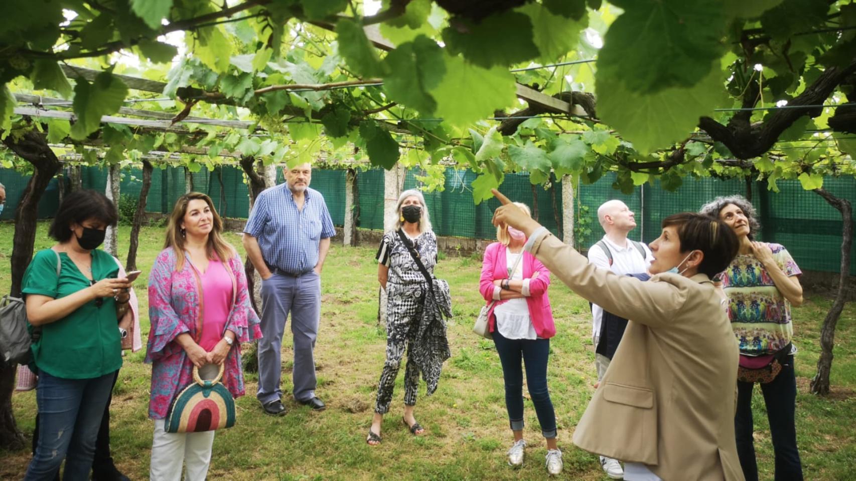 Visita a uno de los viñedos de la Ruta do Viño Rías Baixas.