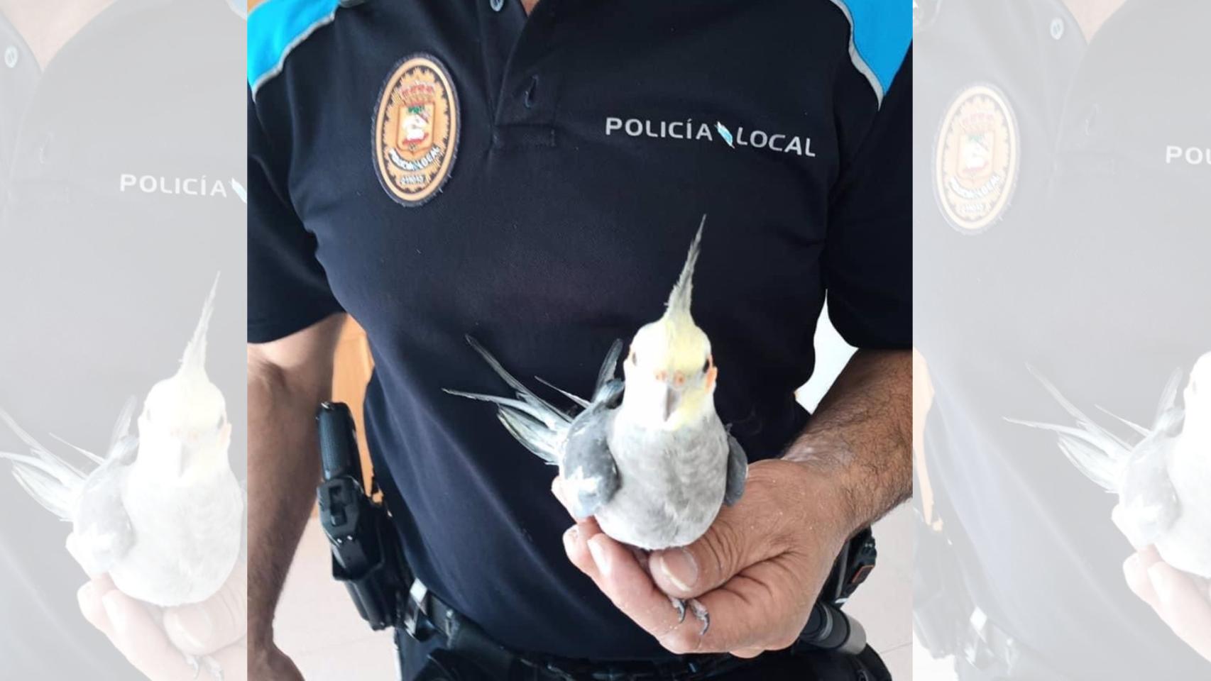 Localizan en Poio (Pontevedra) al propietario de una cacatúa ninfa perdida