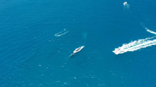 Vídeo de la asociación EDMAKTUB en el que se ve cómo las embarcaciones se acercan peligrosamente a las ballenas, hace una semana.