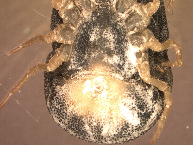 Ejemplar de 'Ornithodoros moubata'