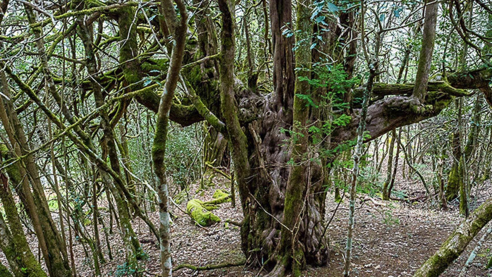 El bosque de El Tejedelo