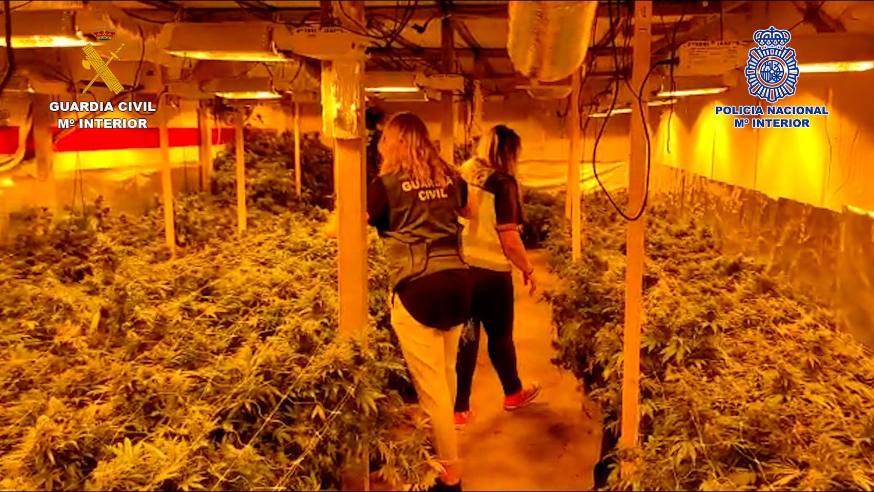Plantación de Marihuana en Quer