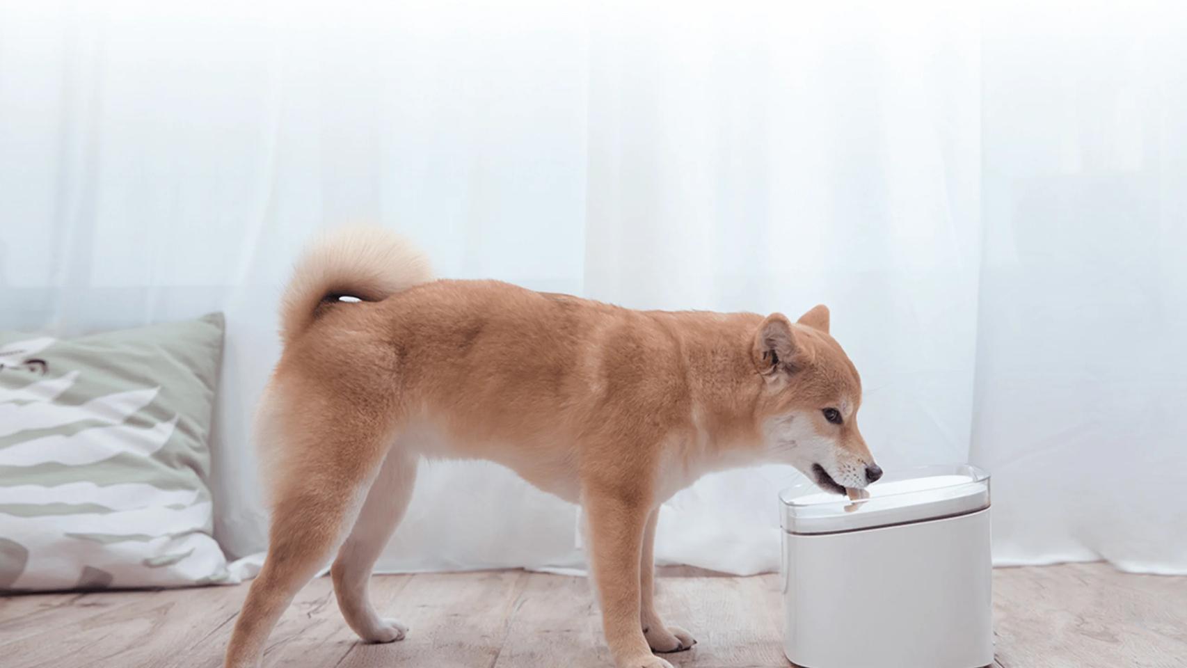 Lo mejor de Xiaomi para las mascotas