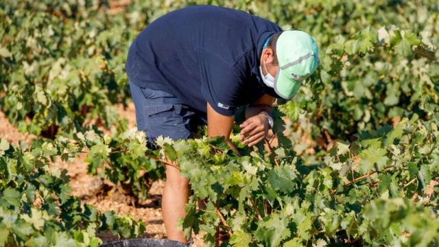 El Ayuntamiento de Campo de Criptana vuelve a abrir la bolsa de trabajo para la vendimia