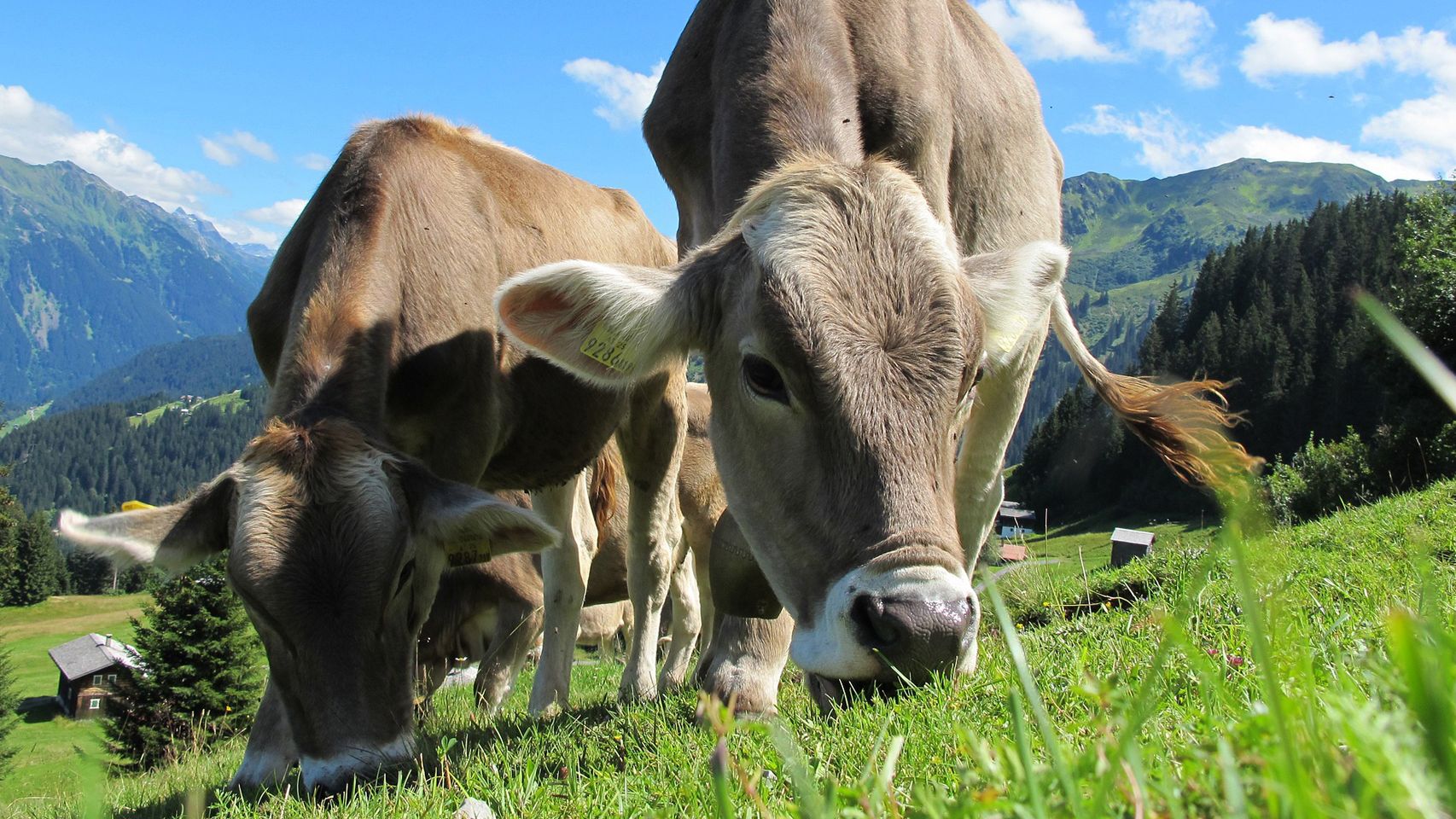 Vacas pastando.