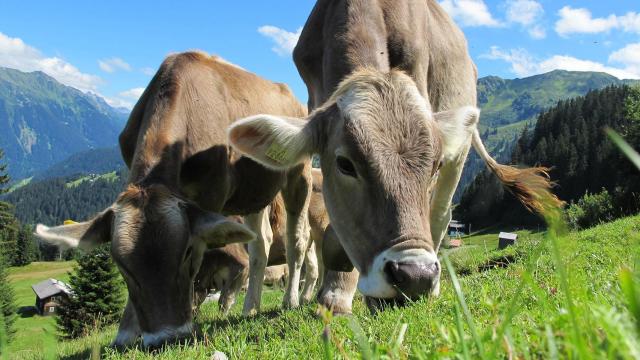 Ganado vacuno pastando.