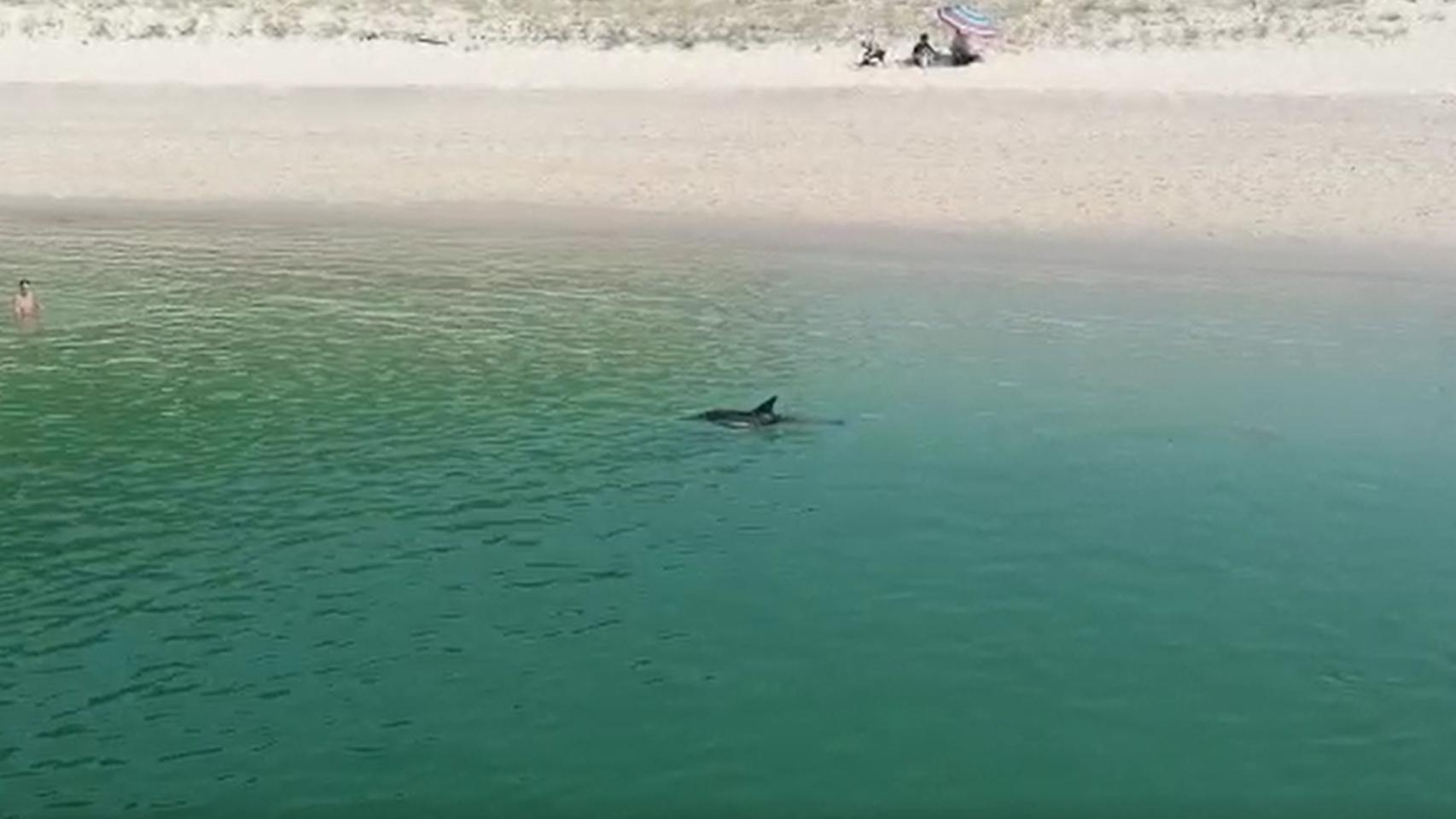 Un delfín se baña en la playa de Rodas, en Cíes.
