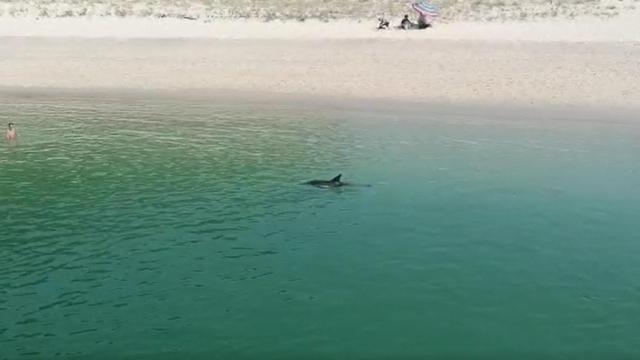 Un delfín se baña en la playa de Rodas, en Cíes.