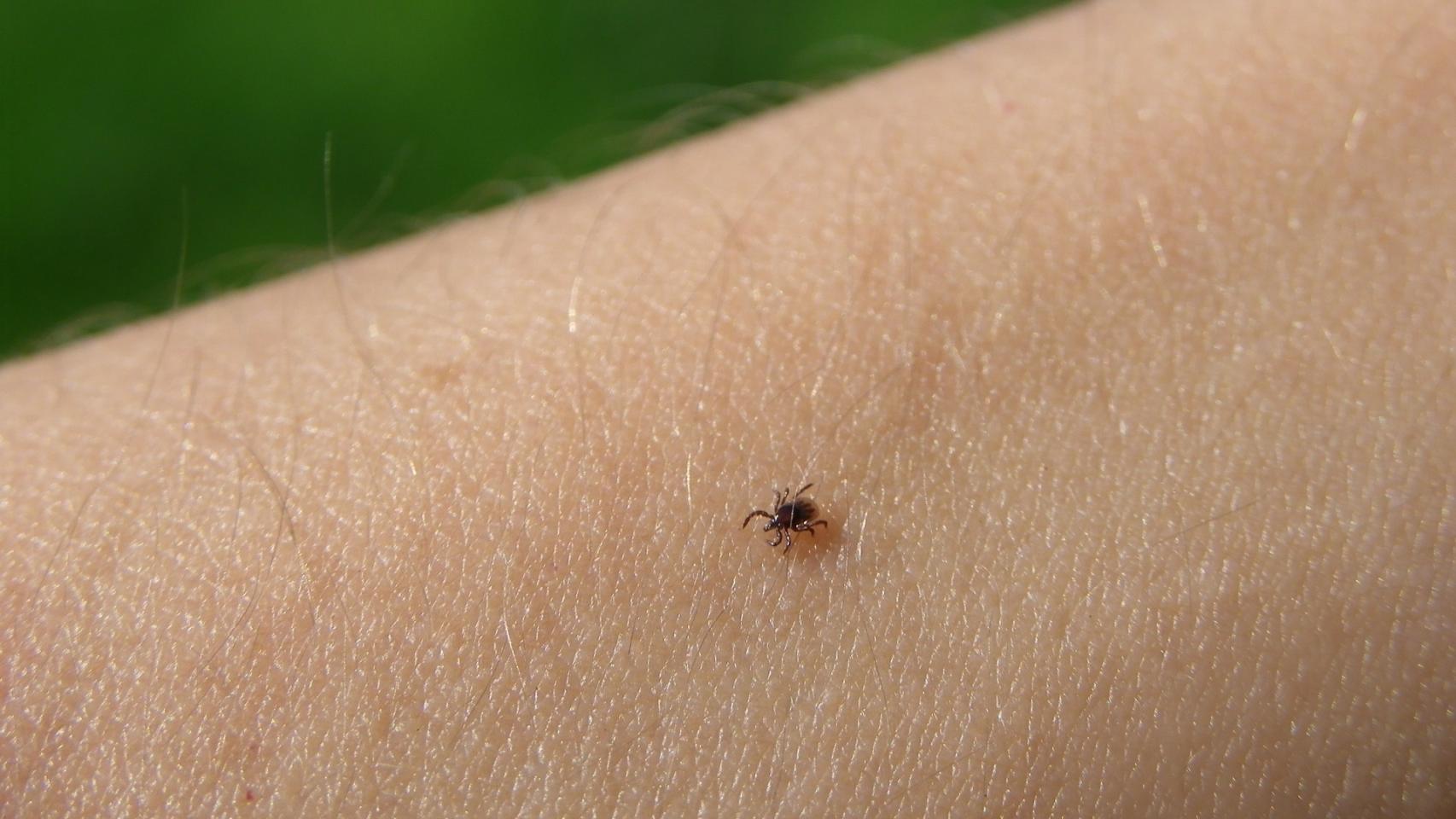 Cómo evitar las picaduras de garrapata: consejos útiles básicos