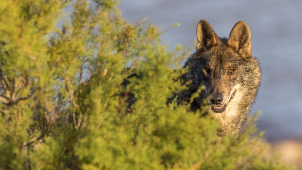 Un lobo ibérico acecha a un rebaño, tras la protección estricta de la especie en 2021.