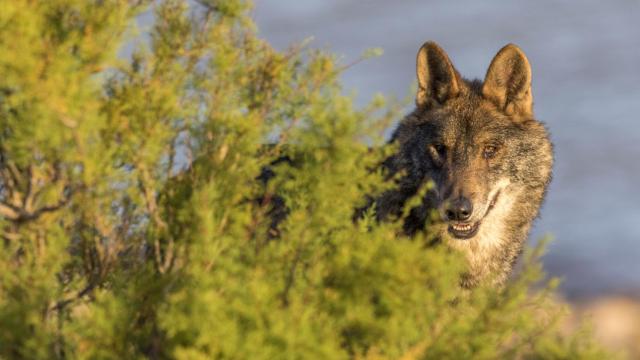 Imagen de archivo de un lobo ibérico.