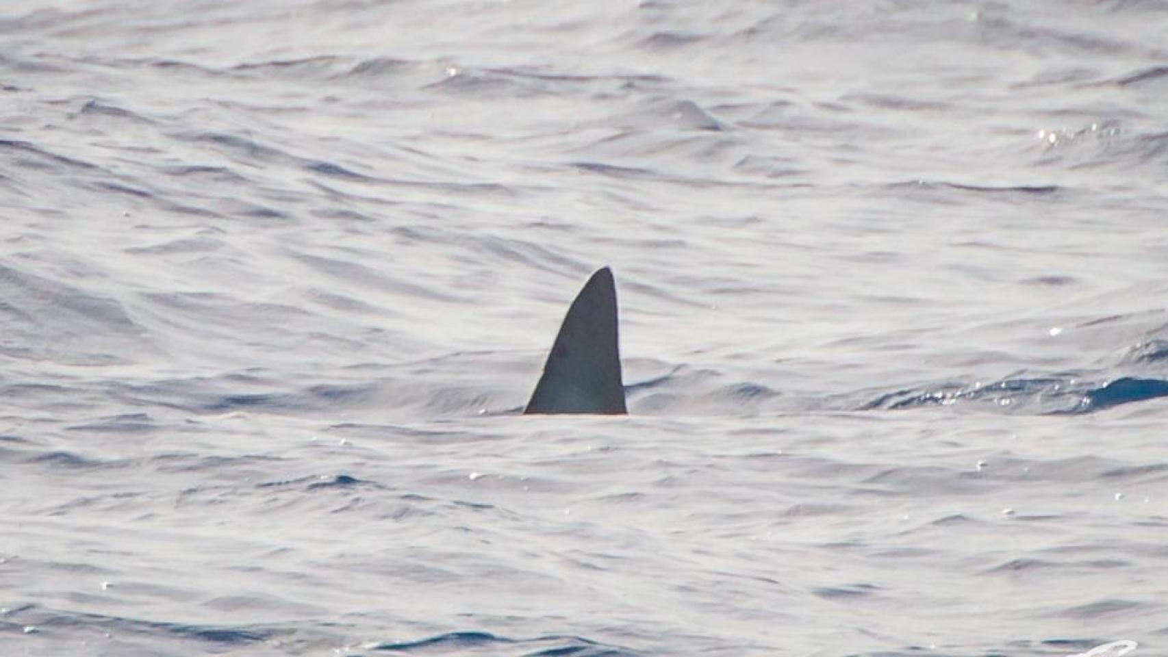 Tiburón marrajo.